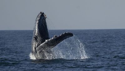 WATCH: Humpback whale freed from life-threatening net entanglement after 4-day rescue attempt