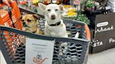 Supermercado en Finlandia diseña carritos especiales para perros