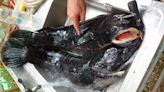 日月潭「除虎」不停歇！4條抱卵母魚虎難逃被「雙殺」