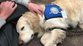 Popular Cairo comfort dog passes away