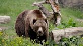 Massachusetts man seriously injured after being attacked by a grizzly bear in Wyoming