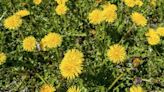 Remove dandelions from lawns so they don't come back with expert’s effective tip