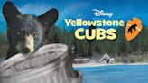 Yellowstone Cubs: Where to Watch & Stream Online