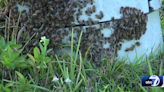 Lehigh Acres resident faces bee swarm outside home