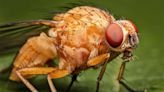Fruit fly testes enzyme could stymie harmful pests