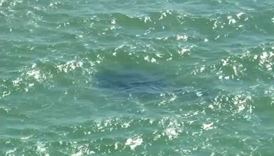 Rockaway Beach reopens to swimmers after shark sightings