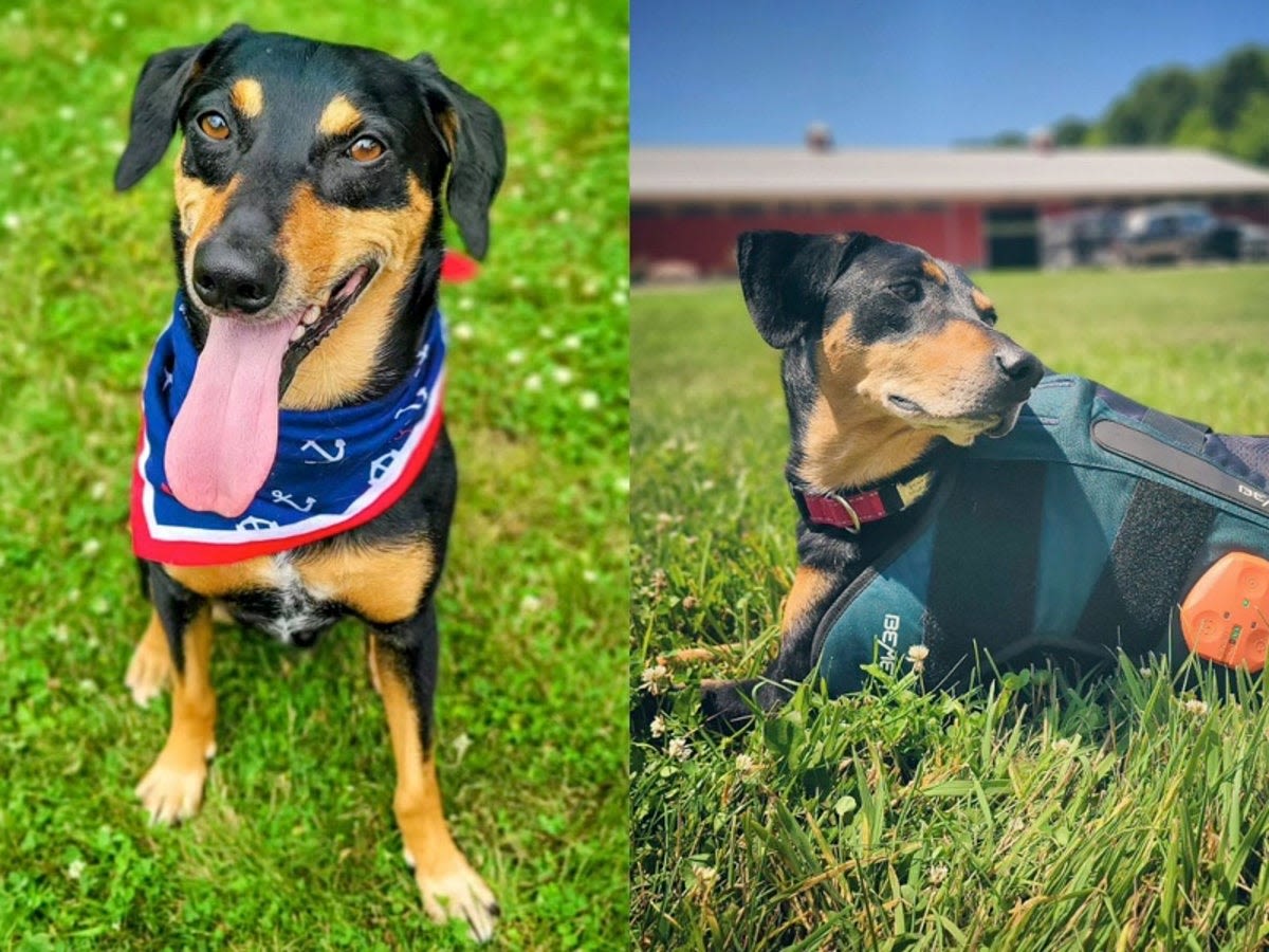 Miles, the ‘unadoptable’ mongrel abandoned at a shelter, could now win at Westminster Dog Show