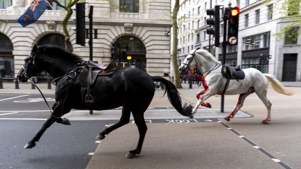 Two horses in a ‘serious condition’ after running loose in central London, minister says