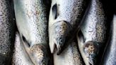 Here’s why the Michigan DNR killed 31K Atlantic salmon
