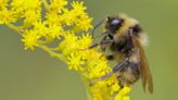 Conservation officials plead with Missourians to admire pollinators, don’t touch
