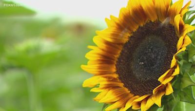 A growing mission in Griswold: 'Sunflowers for Wishes' blooms