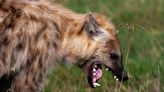 Hyena attack in Kenya leaves one dead and two injured