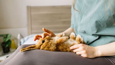 What your rabbit's body language is trying to tell you