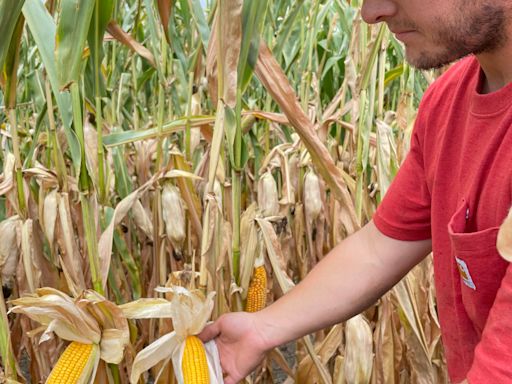 Muskingum among 22 Ohio counties declared natural disaster areas due to ongoing drought