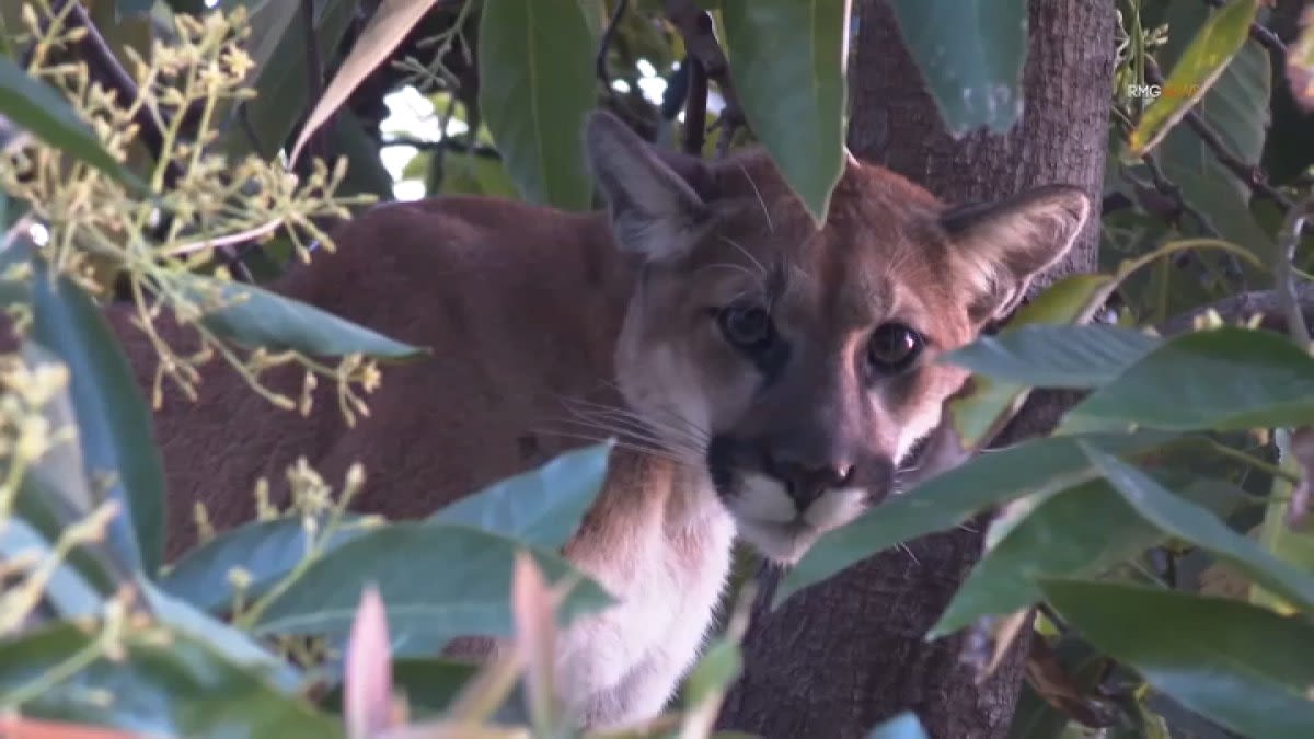 Mountain lion lurks in Woodland Hills tree. 'I thought I was the only cougar in this house'