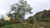 Detienen a un joven de 16 años y un hombre de unos 60 por talar "deliberadamente" un famoso árbol del Muro de Adriano