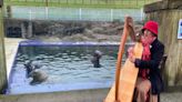 Cornish seals serenaded by harpist on Valentine's Day