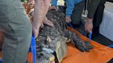 Albert the alligator's owner sues New York state agency in effort to be reunited with seized pet