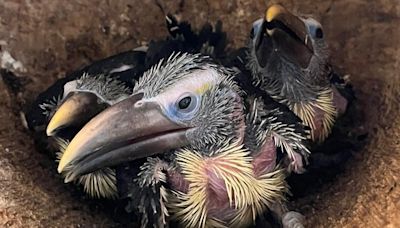 Toucan triplets hatched in historic first for vulnerable species