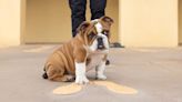 New mascot for San Diego Marine recruit depot has big paws to fill