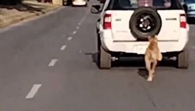 Acusan a poblana de abandonar a su perro en la calle [Video]