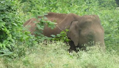 Forest Department warns residents of jumbo movement in Ambur