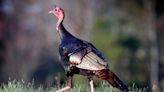 North Carolina sets wild turkey harvest record for 2023 seasons