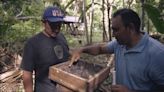 Echos da Amazônia: meliponicultura com abelhas nativas fortalece a renda familiar em Itapiranga