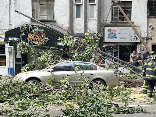 FOTOS: Cae rama de árbol de 10 metros y 'aplasta' auto en la Condesa