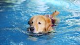 Golden Retriever Casually 'Walking' Across Pool Is Called 'Part Human'