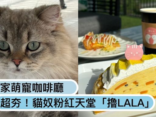 暑假親子出遊去哪玩？宜蘭5家萌寵咖啡廳：貓奴粉紅天堂「擼LALA」、超萌熊貓羊「黑RURU」