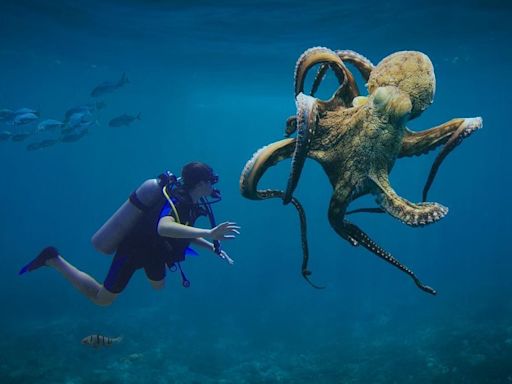 Pulpos, calamares y cangrejos pueden sentir lo que les hacemos