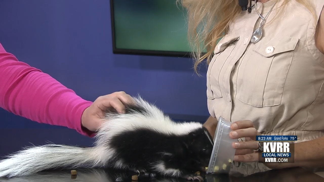 LIVE: Almost Skunked on the Big Skunk Reveal - KVRR Local News