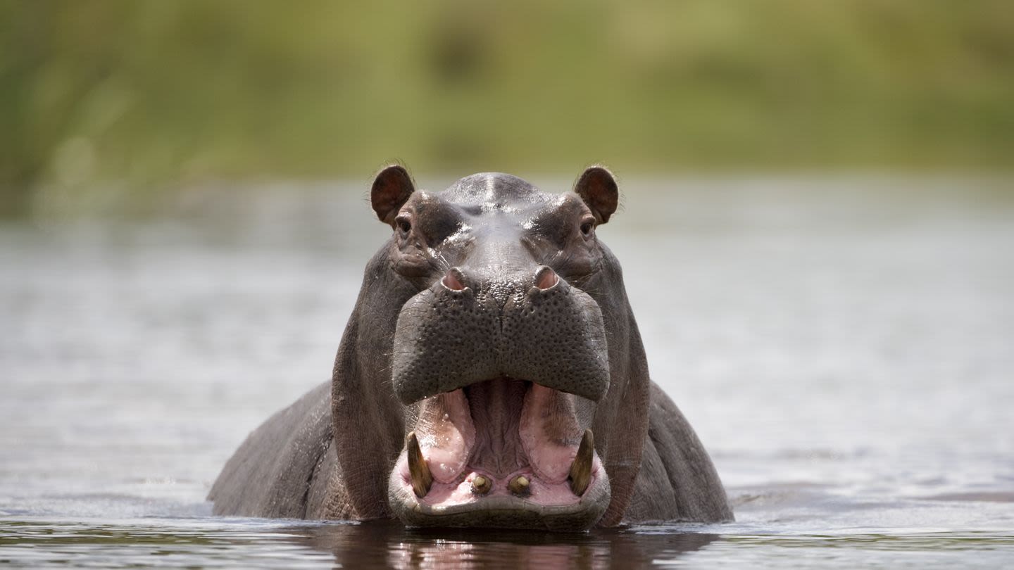 A New Study Says Hippos Can Fly. Briefly.