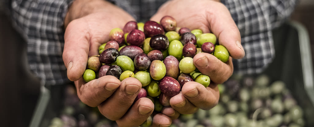 Natural Compound in Olives May Help Fight Obesity And Type 2 Diabetes