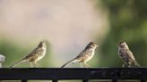 How to Keep Birds Off of Your Porch (Without Harming Them)