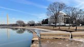 ‘Stumpy’ among 140 cherry trees being removed for Potomac River seawall construction in DC