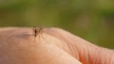 「蚊子吸血不能拍」瘋傳 專家：有傳染病早已進人體 - 時事