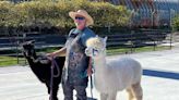 Tony Hsieh is gone, but his alpaca has a good home in downtown Las Vegas