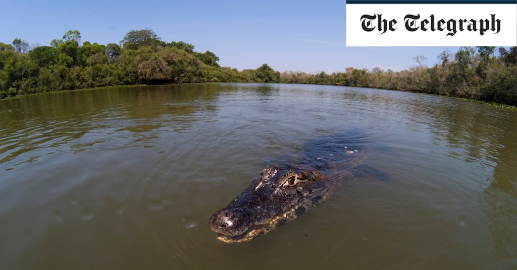 Girl, 12, ‘killed by crocodile’