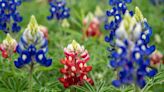 Here's the reason some Texas bluebonnets are maroon — (yes, it's an Aggie thing)
