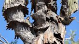 Saguaro cacti collapsing in Arizona extreme heat, scientist says