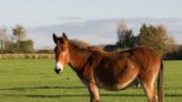 Two Mule Brothers Rescued From the Meat Industry Get a Second Chance at Happiness