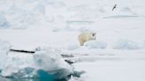 影／北極熊覓食難！半數小熊被餓死