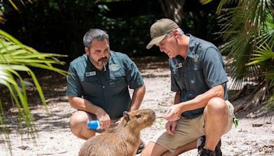 Female capybara goes to Florida as part of a breeding program for the large South American rodents