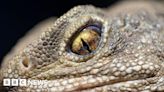 Ancient three-eyed reptiles get new home at Chester Zoo