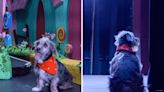 12-year-old rescue dog goes from "cage to stage" as he makes acting debut