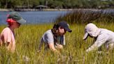 UNF teams up with scientists from around the globe for collaborative salt marsh research