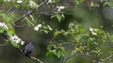 Bird watching in New Hampshire? There’s a new resource for that. - The Boston Globe