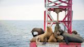 1,000 sea lions gather at San Francisco pier. ‘Like a National Geographic photograph’